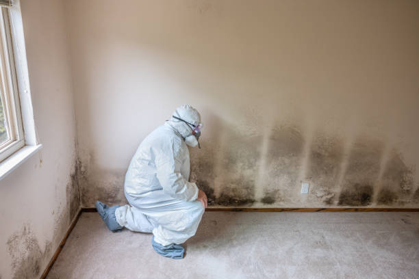 Mold Removal for HVAC Installations in Laurel Bay, SC